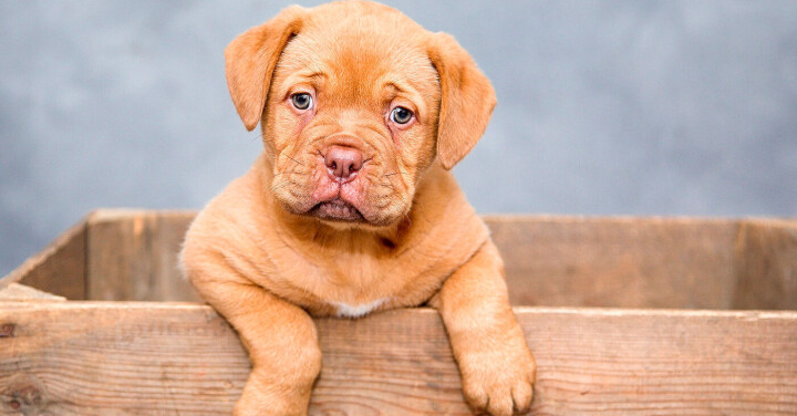 De mest populære hundene på Instagram