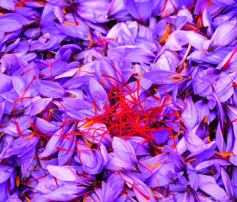 Safrankrokus har delikate fiolette kronblader.