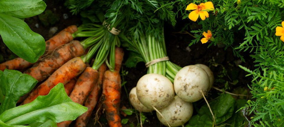 Hva er egentlig greia med å spise sesongbasert, lokal mat?