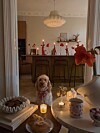 En liten hund sitter foran en kjøkkenøy i et varmt hjem med lys, blomster og dukede bord.